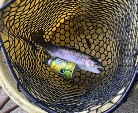 白州トラウトフィッシングエリア　シルフ 釣果