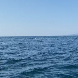 「LaGooN」蒼陽丸 日和号 釣果