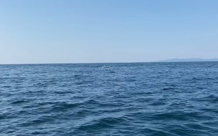 「LaGooN」蒼陽丸 日和号 釣果