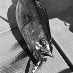 渡船屋たにぐち 釣果