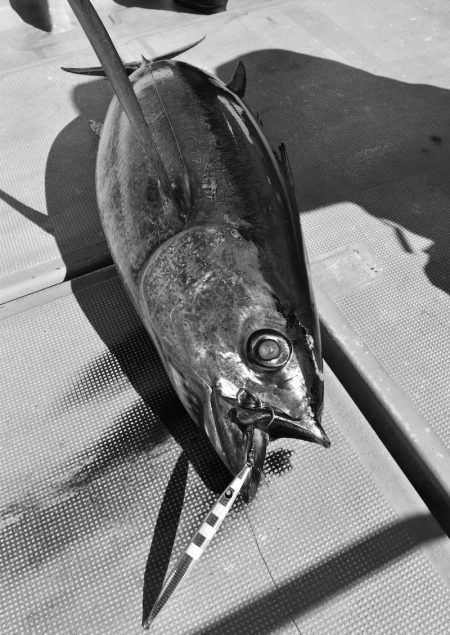 渡船屋たにぐち 釣果