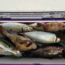 海龍丸（石川） 釣果