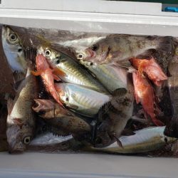 海龍丸（石川） 釣果