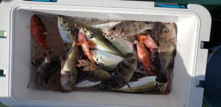 海龍丸（石川） 釣果