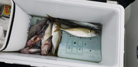 海龍丸（石川） 釣果