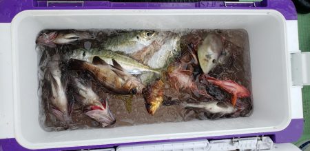 海龍丸（石川） 釣果