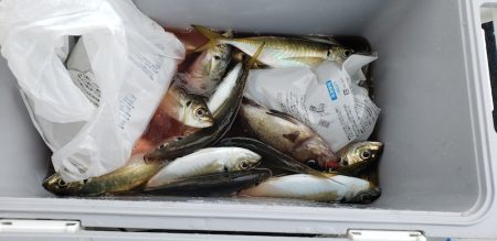 海龍丸（石川） 釣果