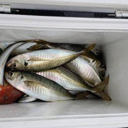 海龍丸（石川） 釣果