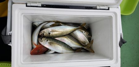 海龍丸（石川） 釣果