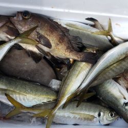 海龍丸（石川） 釣果