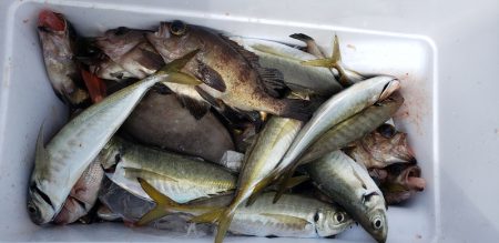 海龍丸（石川） 釣果