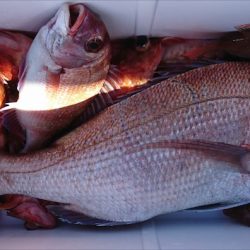 遊漁船 家入 釣果