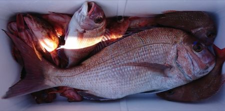 遊漁船 家入 釣果