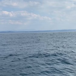 「LaGooN」蒼陽丸 日和号 釣果