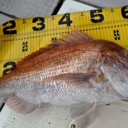 タイラバ遊漁船 ワンピース 釣果