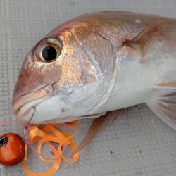 タイラバ遊漁船 ワンピース 釣果