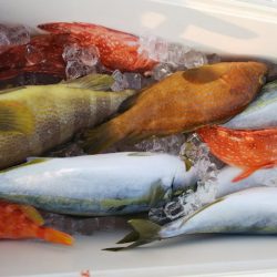 第二龍勢丸 釣果