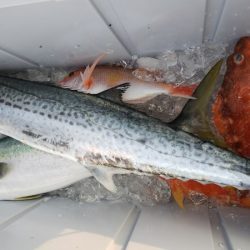 第二龍勢丸 釣果