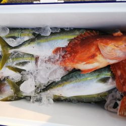 第二龍勢丸 釣果