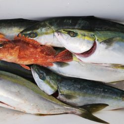 第二龍勢丸 釣果