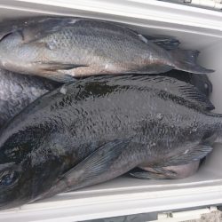 しば渡船 釣果