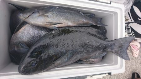 しば渡船 釣果