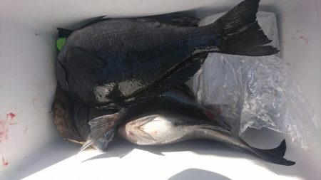 しば渡船 釣果