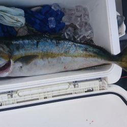 しば渡船 釣果
