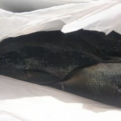 しば渡船 釣果