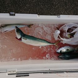 清和丸 釣果