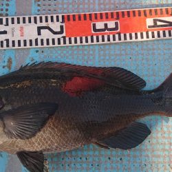 シースナイパー海龍 釣果