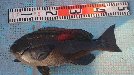 シースナイパー海龍 釣果