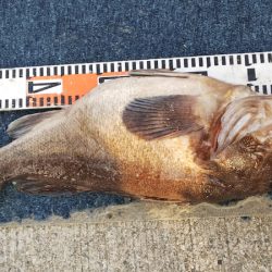 第二龍勢丸 釣果