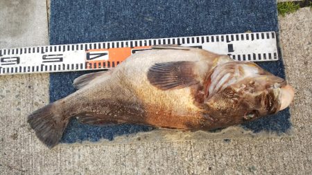 第二龍勢丸 釣果