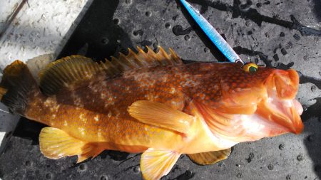 第二龍勢丸 釣果