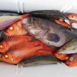 第二龍勢丸 釣果