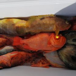 第二龍勢丸 釣果