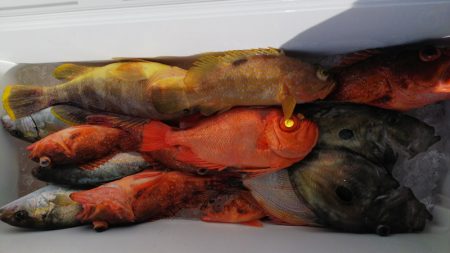 第二龍勢丸 釣果