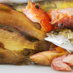 第二龍勢丸 釣果