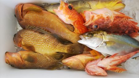 第二龍勢丸 釣果