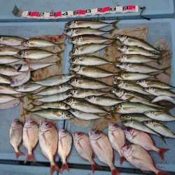 清和丸 釣果