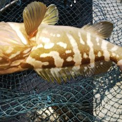 第二龍勢丸 釣果