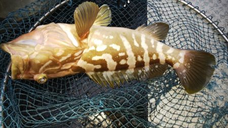 第二龍勢丸 釣果