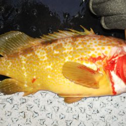 第二龍勢丸 釣果