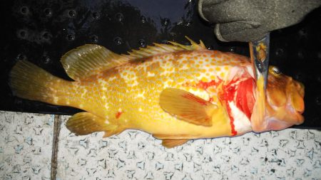 第二龍勢丸 釣果