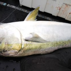 第二龍勢丸 釣果