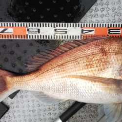 第二龍勢丸 釣果