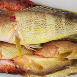 第二龍勢丸 釣果