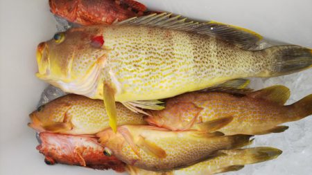 第二龍勢丸 釣果