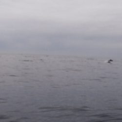 第二龍勢丸 釣果